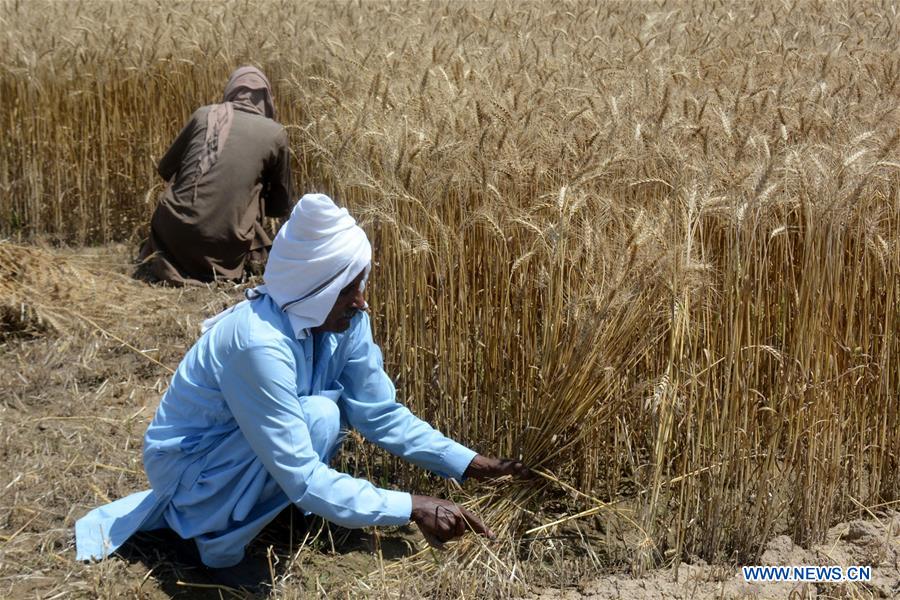 PAKISTAN-LAHORE-COSECHA DE TRIGO