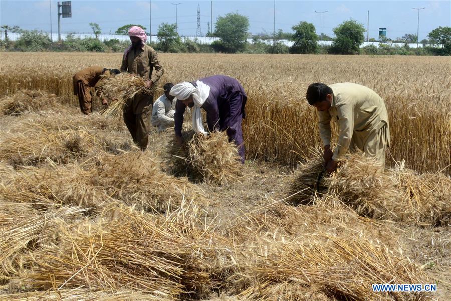 PAKISTAN-LAHORE-COSECHA DE TRIGO