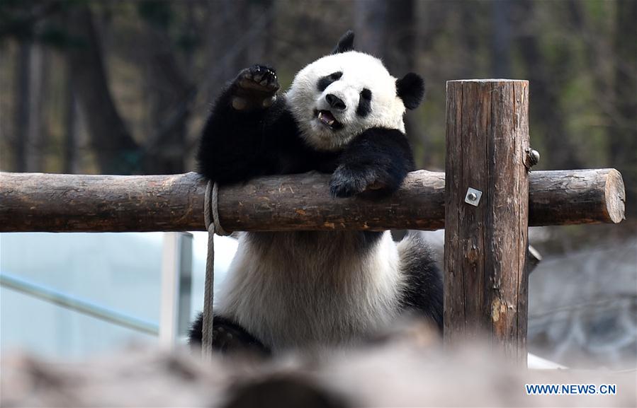 CHINA-JILIN-CHANGCHUN-ZOOLOGICO-PANDA GIGANTE