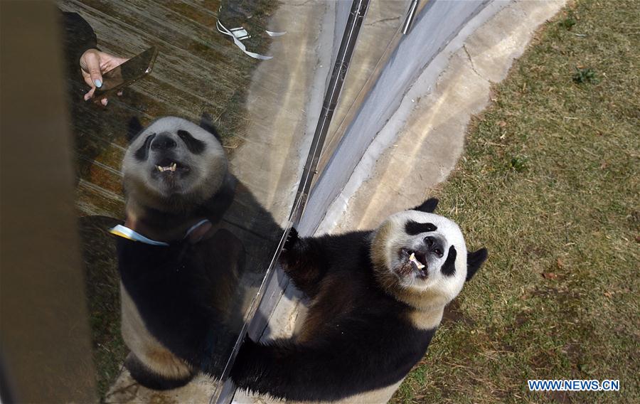 CHINA-JILIN-CHANGCHUN-ZOOLOGICO-PANDA GIGANTE