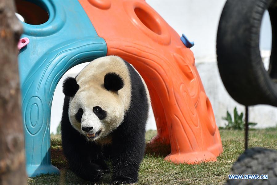 CHINA-JILIN-CHANGCHUN-ZOOLOGICO-PANDA GIGANTE