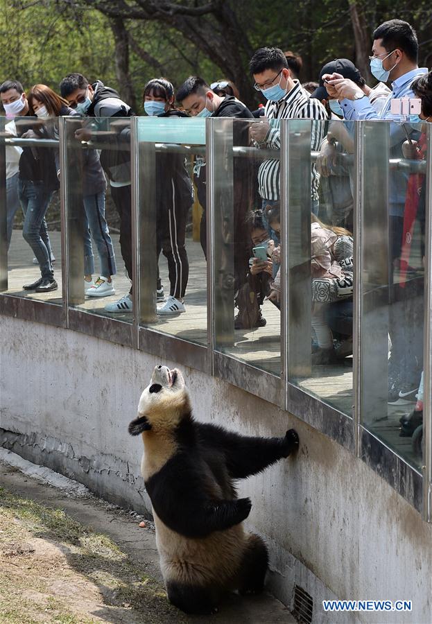CHINA-JILIN-CHANGCHUN-ZOOLOGICO-PANDA GIGANTE