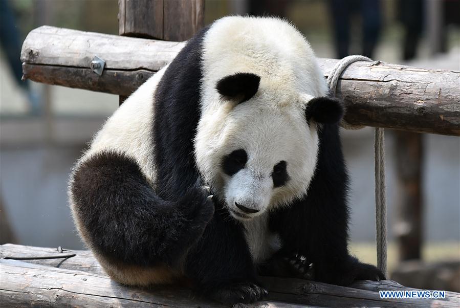 CHINA-JILIN-CHANGCHUN-ZOOLOGICO-PANDA GIGANTE