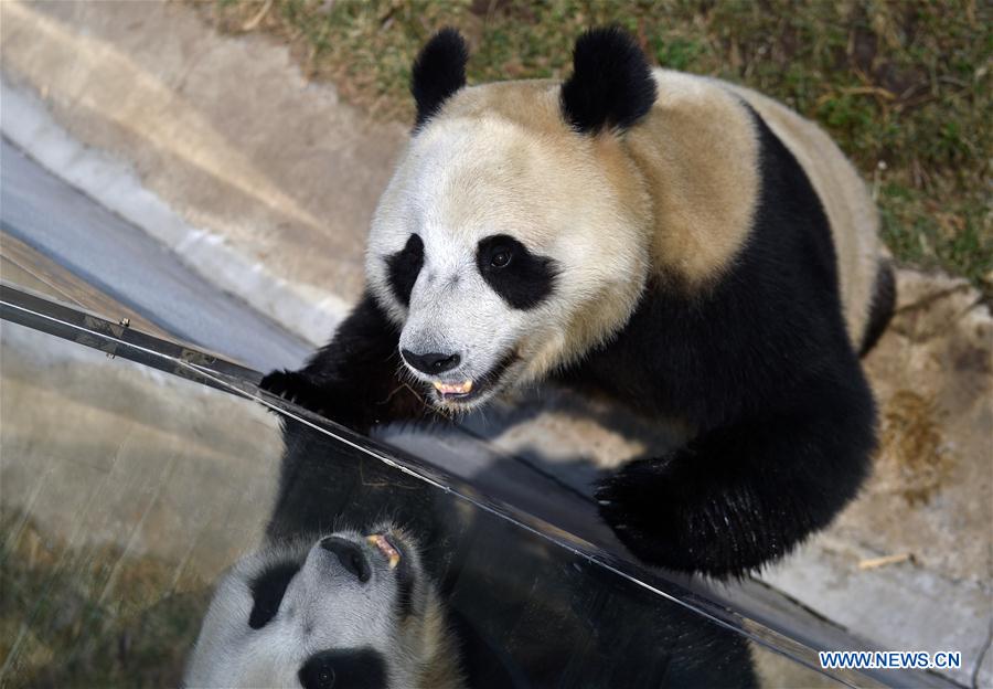 CHINA-JILIN-CHANGCHUN-ZOOLOGICO-PANDA GIGANTE