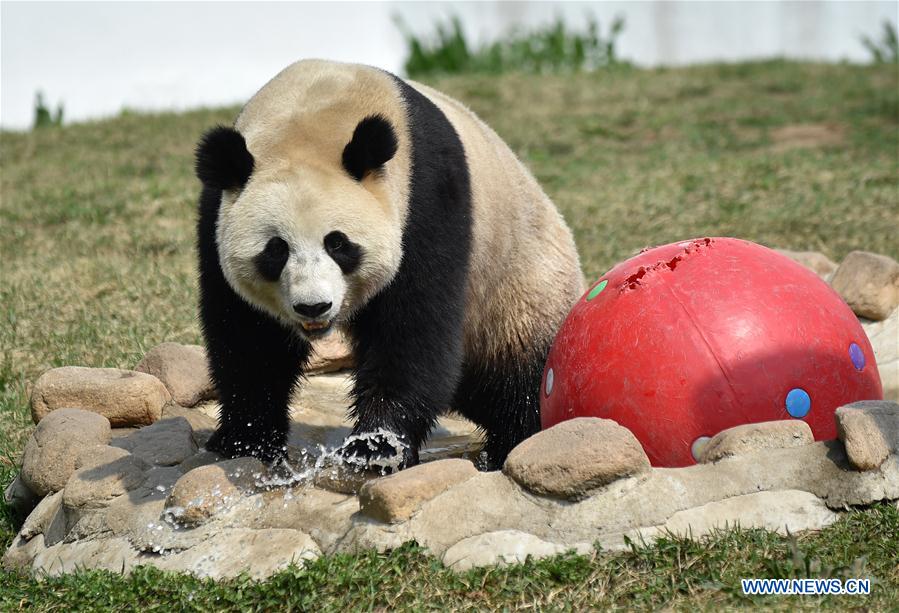 CHINA-JILIN-CHANGCHUN-ZOOLOGICO-PANDA GIGANTE