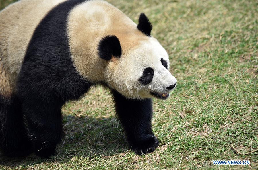 CHINA-JILIN-CHANGCHUN-ZOOLOGICO-PANDA GIGANTE