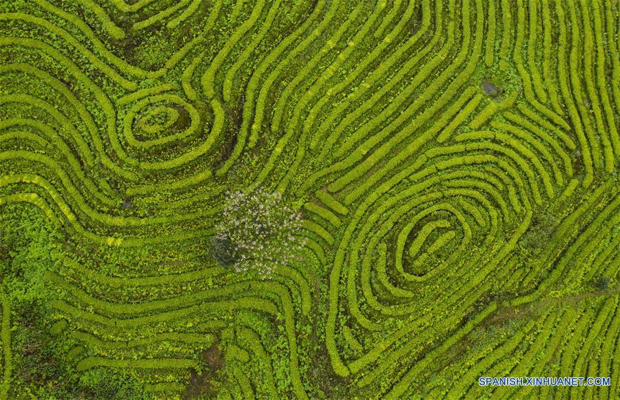 CHINA-SICHUAN-PLANTACION DE TE-PAISAJE