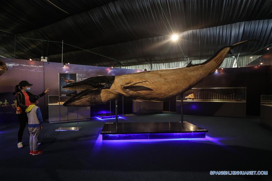 CHINA-LIAONING-DALIAN-CACHALOTE-ESPECIMEN PLASTINADO-EXPOSICION