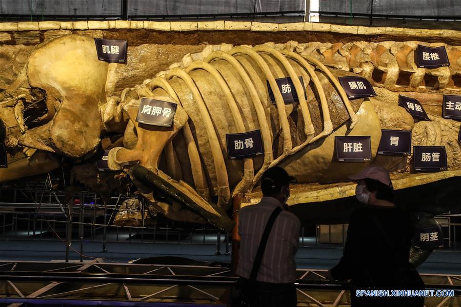 CHINA-LIAONING-DALIAN-CACHALOTE-ESPECIMEN PLASTINADO-EXPOSICION