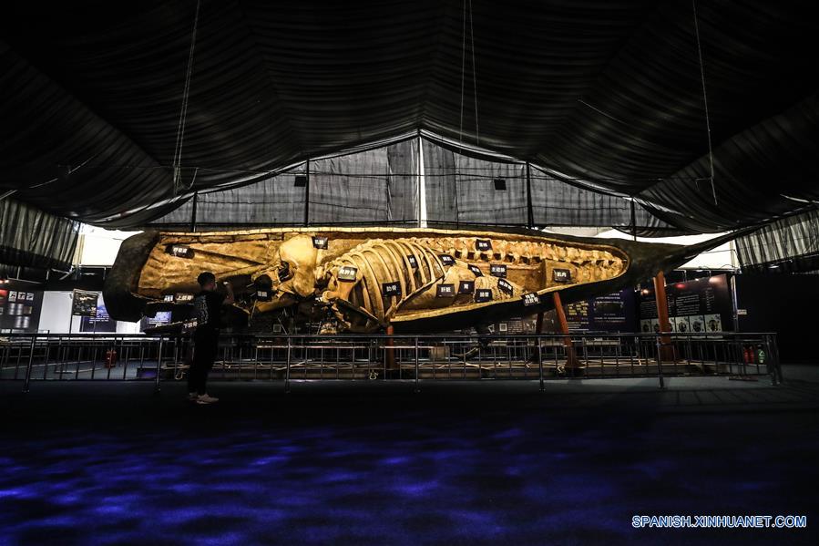 CHINA-LIAONING-DALIAN-CACHALOTE-ESPECIMEN PLASTINADO-EXPOSICION
