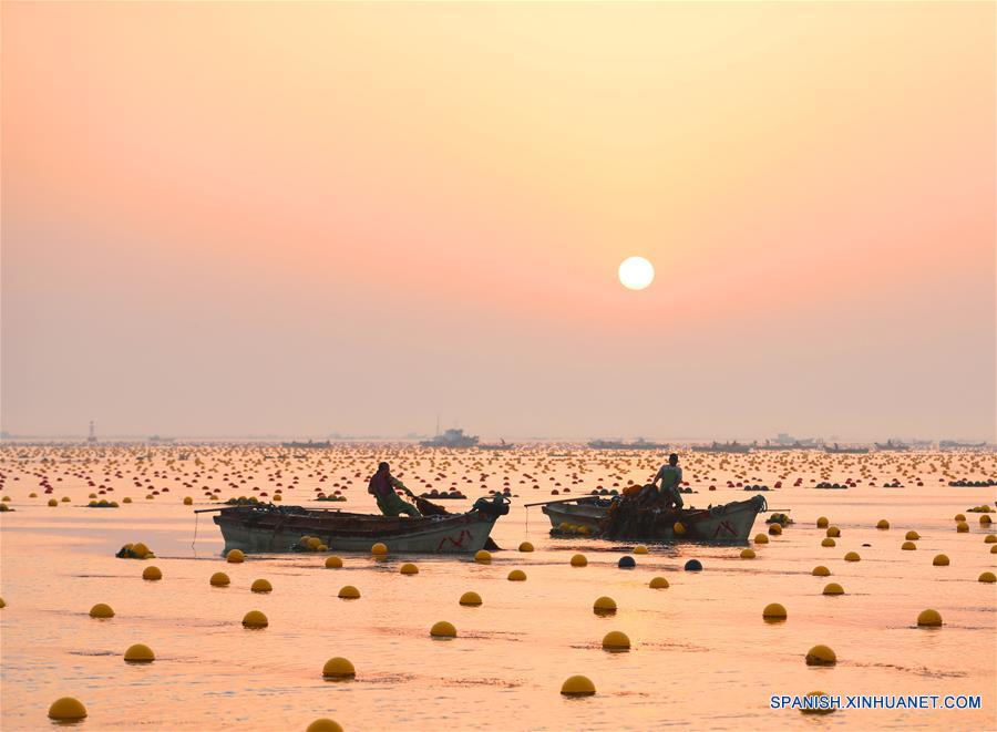 CHINA-SHANDONG-RONGCHENG-ALGA KELP-COSECHA