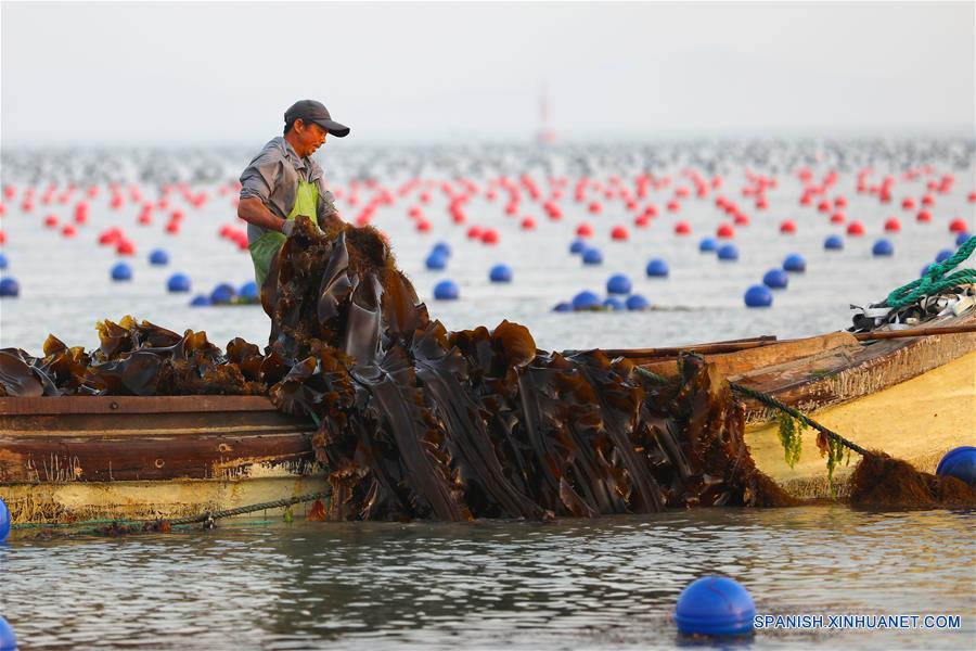 CHINA-SHANDONG-RONGCHENG-ALGA KELP-COSECHA