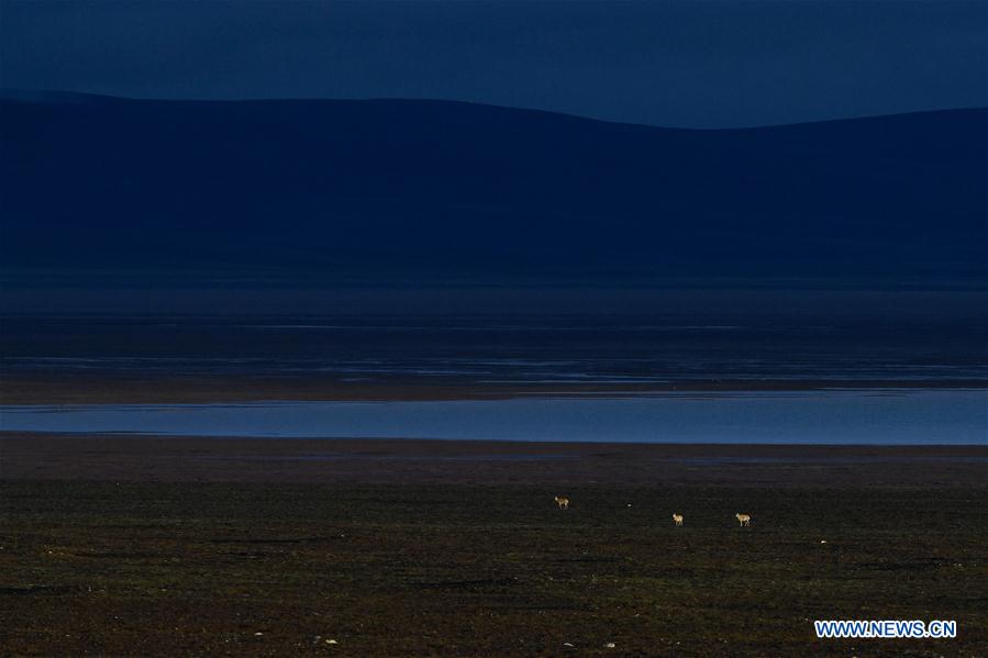 CHINA-QINGHAI-HOH XIL-ANTILOPE TIBETANO