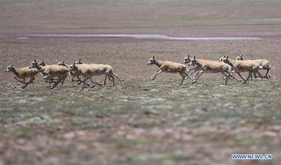 CHINA-QINGHAI-HOH XIL-ANTILOPE TIBETANO