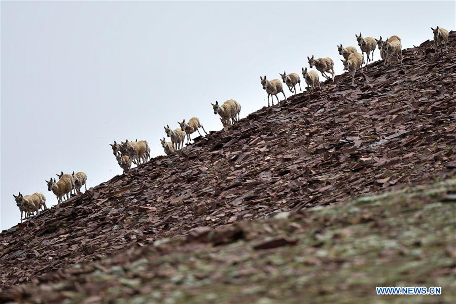 CHINA-QINGHAI-HOH XIL-ANTILOPE TIBETANO