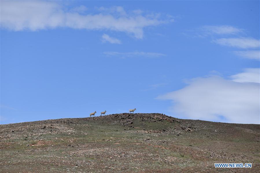 CHINA-QINGHAI-HOH XIL-ANTILOPE TIBETANO