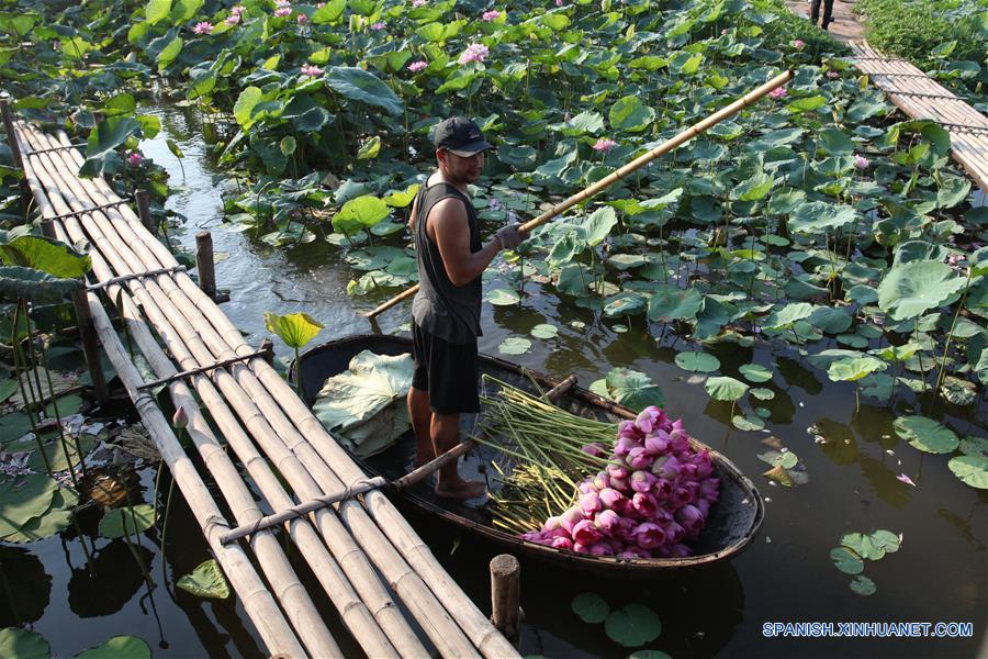 VIETNAM-HANOI-LAGO DEL OESTE-LOTO