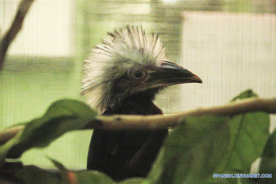 SINGAPUR-SINGAPUR-PARQUE-AVES
