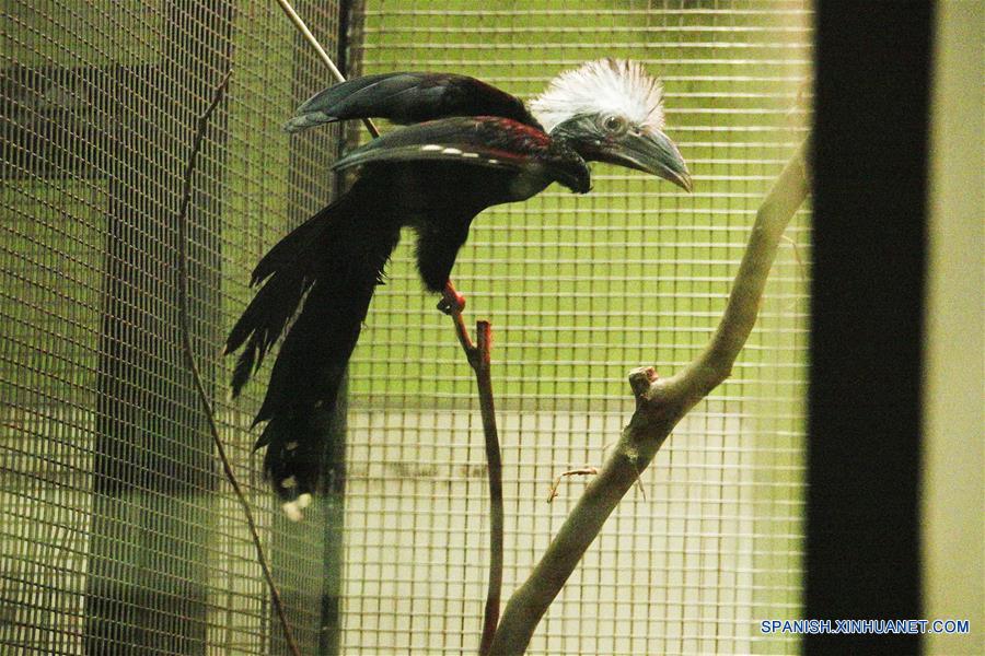 SINGAPUR-SINGAPUR-PARQUE-AVES