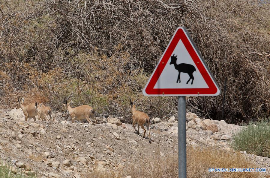 ISRAEL-EIN GEDI-IBICES DE NUBIA