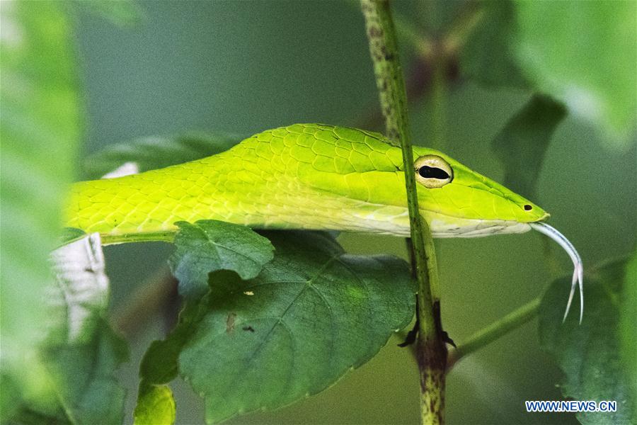 SINGAPUR-SINGAPUR-MEDIO AMBIENTE-SERPIENTE