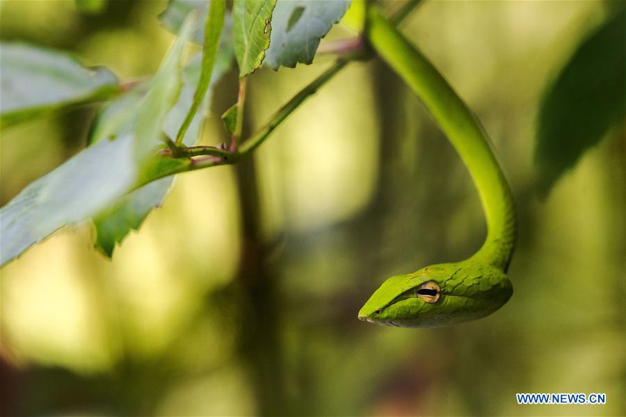 SINGAPUR-SINGAPUR-MEDIO AMBIENTE-SERPIENTE