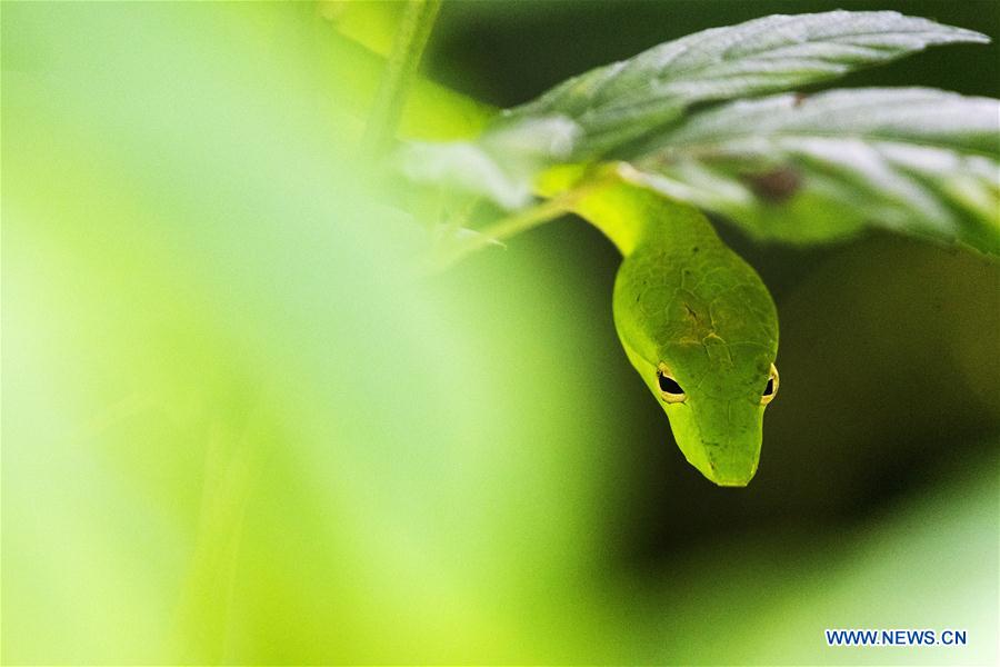 SINGAPUR-SINGAPUR-MEDIO AMBIENTE-SERPIENTE