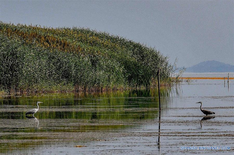 MACEDONIA DEL NORTE-LAGO PRESPA-AVES MIGRATORIAS