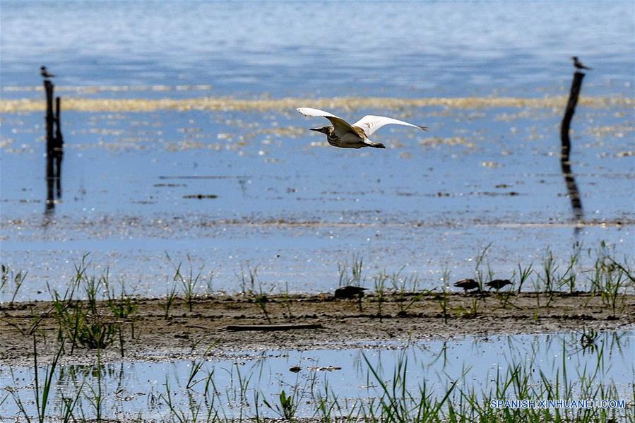 MACEDONIA DEL NORTE-LAGO PRESPA-AVES MIGRATORIAS