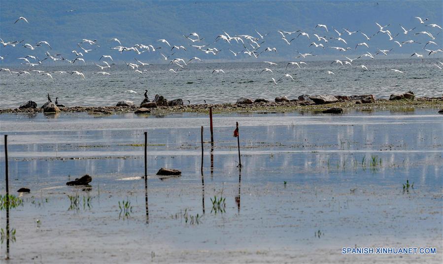 MACEDONIA DEL NORTE-LAGO PRESPA-AVES MIGRATORIAS