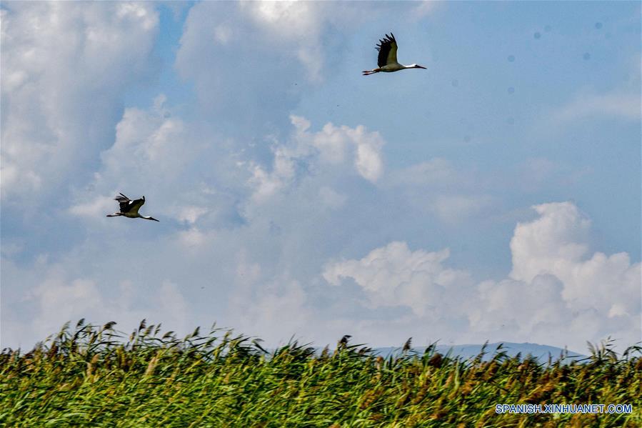 MACEDONIA DEL NORTE-LAGO PRESPA-AVES MIGRATORIAS