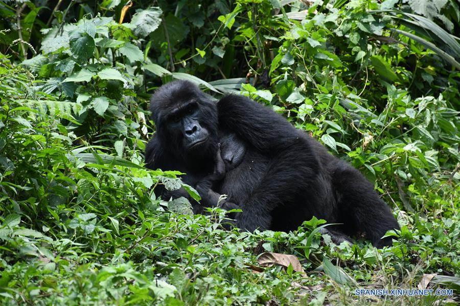 Uganda - Kanungu - National Parks - Mountain gorilla reopens