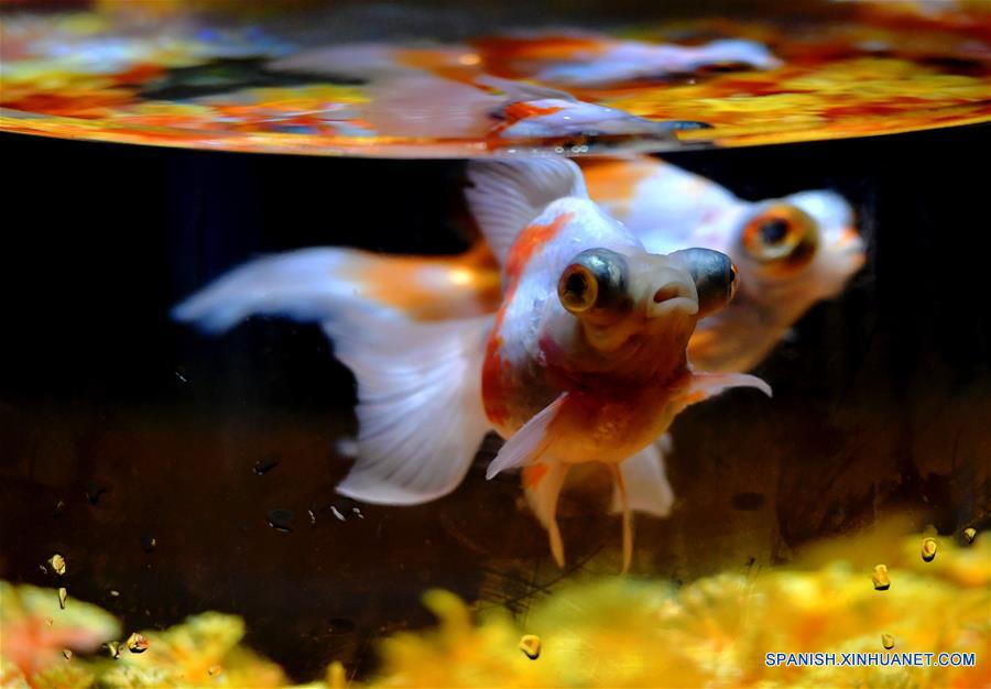 CHINA-FUJIAN-FUZHOU-PECES DORADOS-MUSEO
