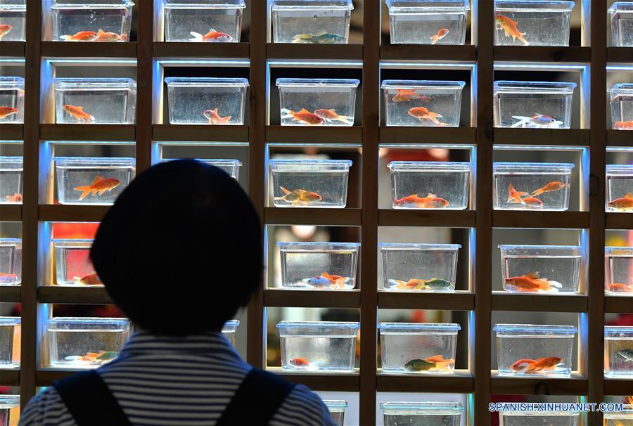 CHINA-FUJIAN-FUZHOU-PECES DORADOS-MUSEO