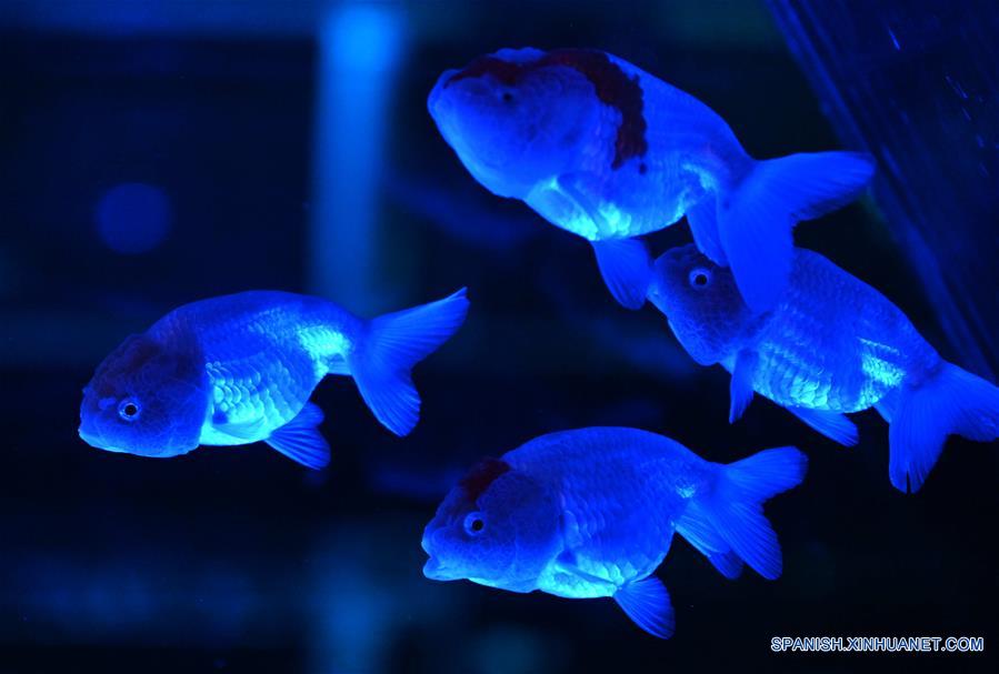 CHINA-FUJIAN-FUZHOU-PECES DORADOS-MUSEO