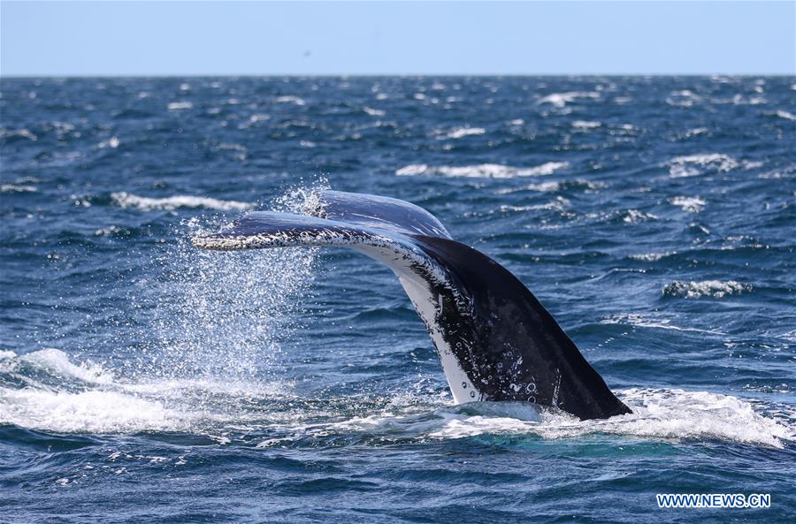 AUSTRALIA-BAHIA DE JERVIS-AVISTAMIENTO DE BALLENAS