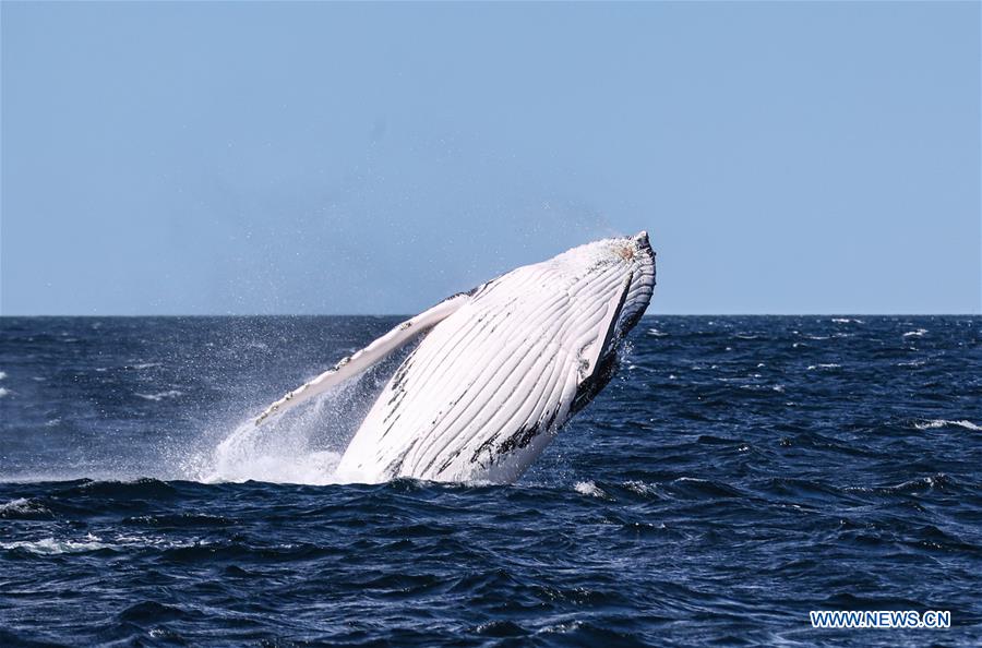 AUSTRALIA-BAHIA DE JERVIS-AVISTAMIENTO DE BALLENAS
