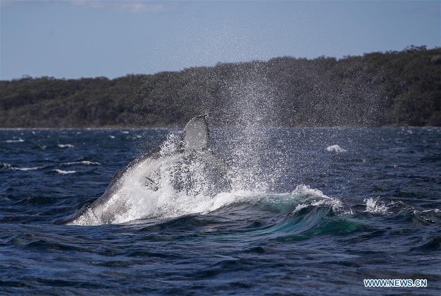 AUSTRALIA-BAHIA DE JERVIS-AVISTAMIENTO DE BALLENAS