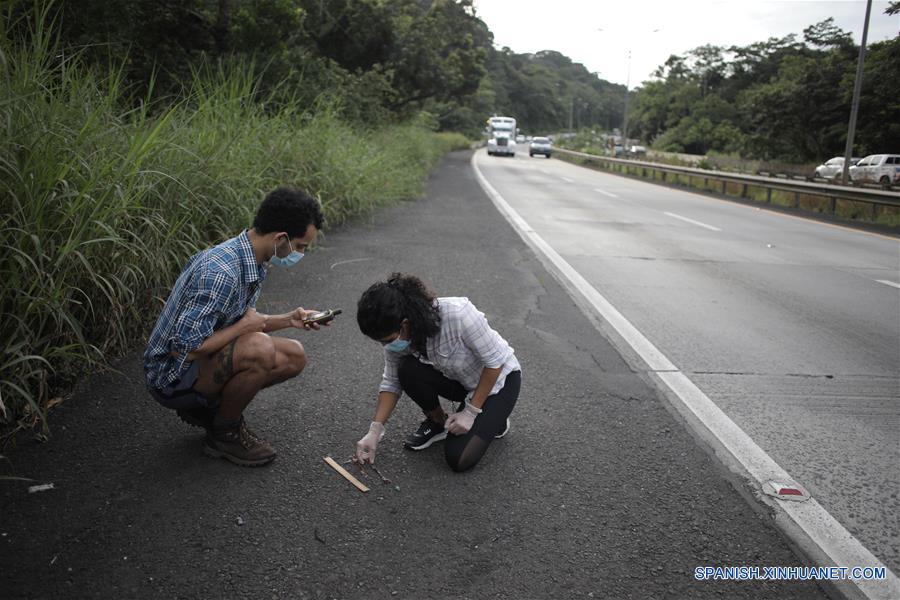 PANAMA-CIUDAD DE PANAMA-MONITOREO-FAUNA