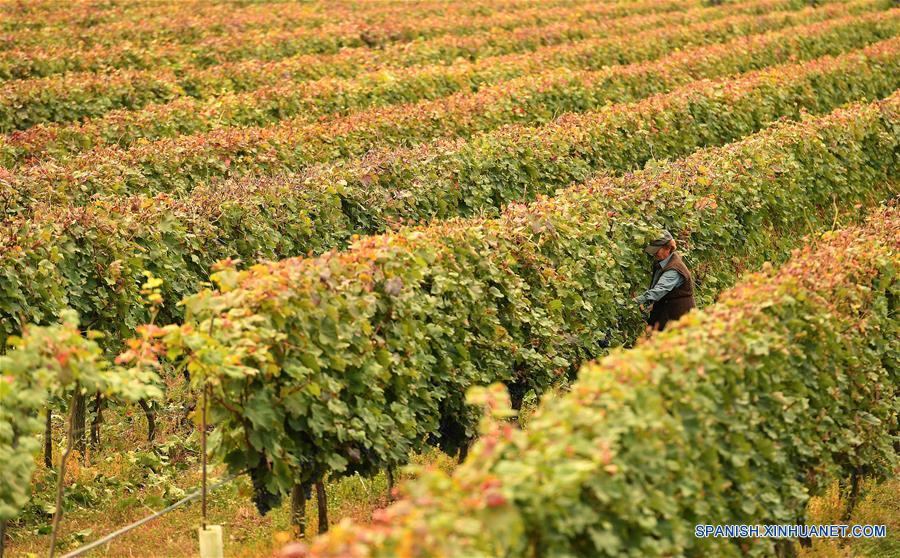 GEORGIA-TIFLIS-UVAS-COSECHA