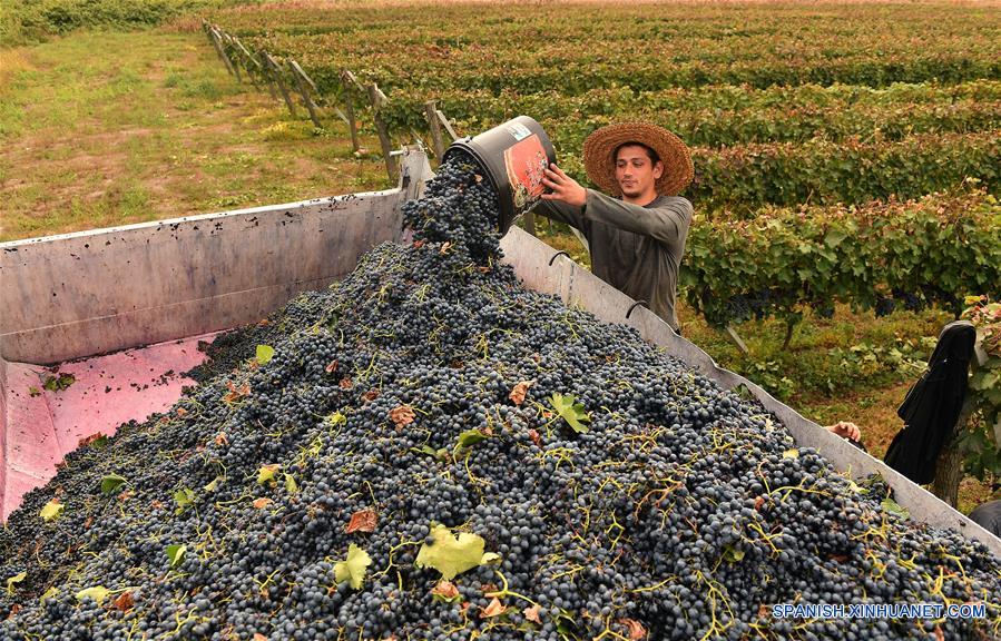 GEORGIA-TIFLIS-UVAS-COSECHA