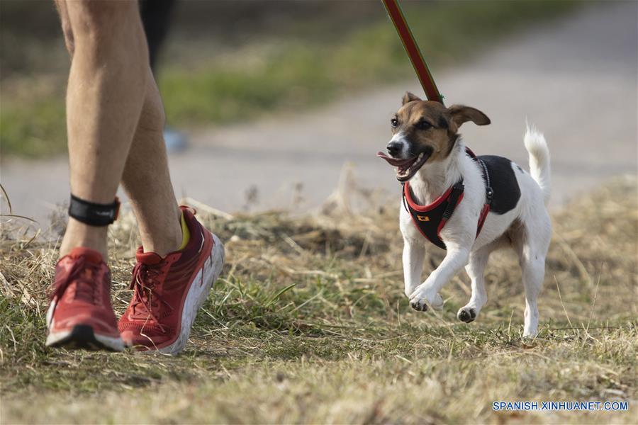 RUSIA-MOSCU-CARRERA CON PERROS