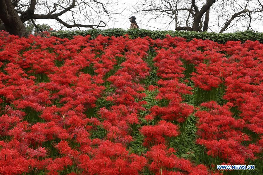 JAPON-SATTE-PARQUE GONGENDO-LIRIO DE ARAÑA ROJA