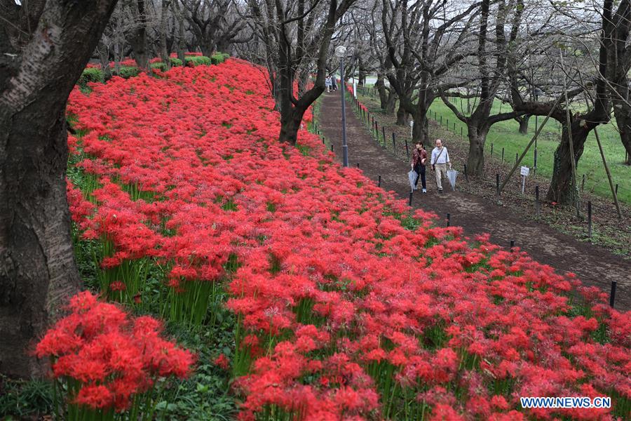 JAPON-SATTE-PARQUE GONGENDO-LIRIO DE ARAÑA ROJA