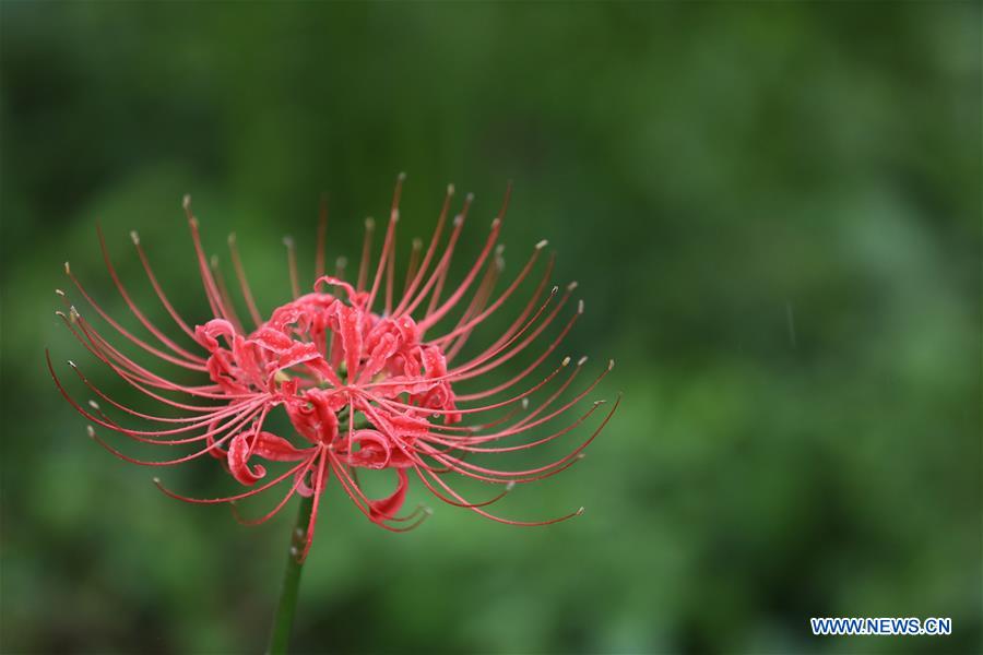 JAPON-SATTE-PARQUE GONGENDO-LIRIO DE ARAÑA ROJA