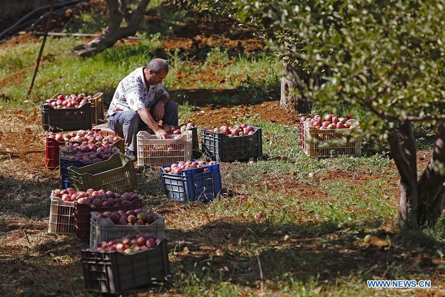LIBANO-TANNOURINE-MANZANA-COSECHA