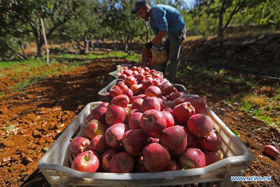 LIBANO-TANNOURINE-MANZANA-COSECHA