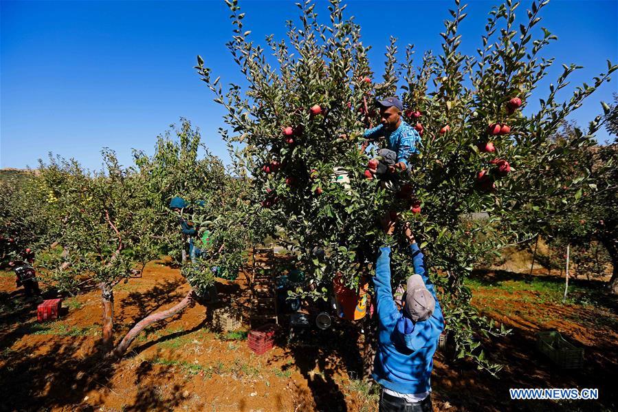 LIBANO-TANNOURINE-MANZANA-COSECHA