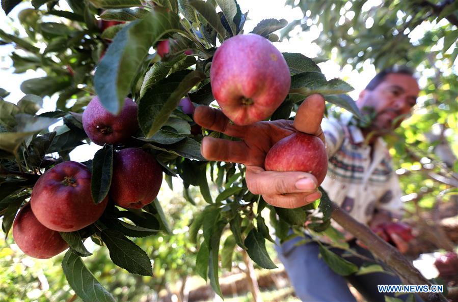 LIBANO-TANNOURINE-MANZANA-COSECHA
