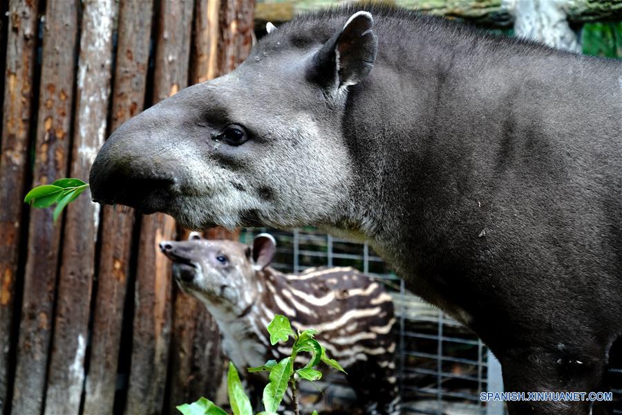 CHINA-SHANGHAI-ZOOLOGICO-TAPIR SUDAMERICANO